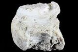 Fossil Titanothere (Megacerops) Vertebrae - South Dakota #73224-2